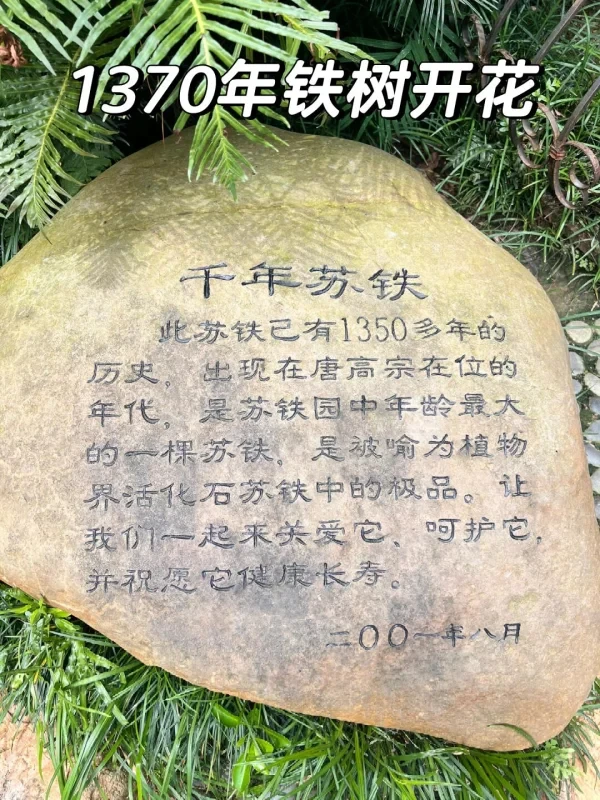 这真是一颗老铁,千年苏铁