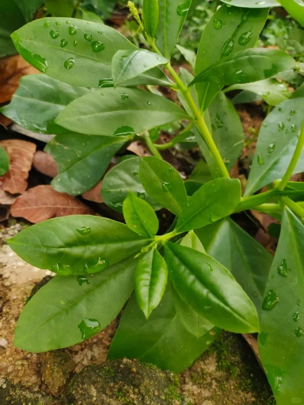 墙角的土人参